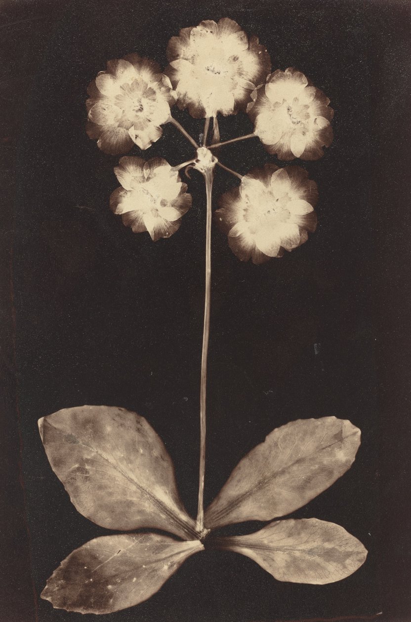 植物の写真、1860 年代。 作： 不明