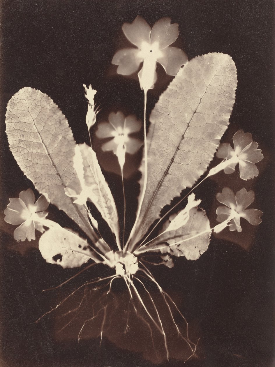 植物の写真、1860 年代。 作： 不明