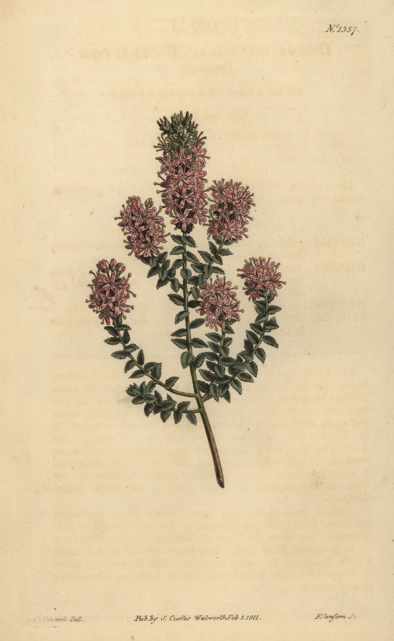 ブフ、Agathosma pulchella（鈍葉のジオスマ、Diosma pulchella 作： 不明