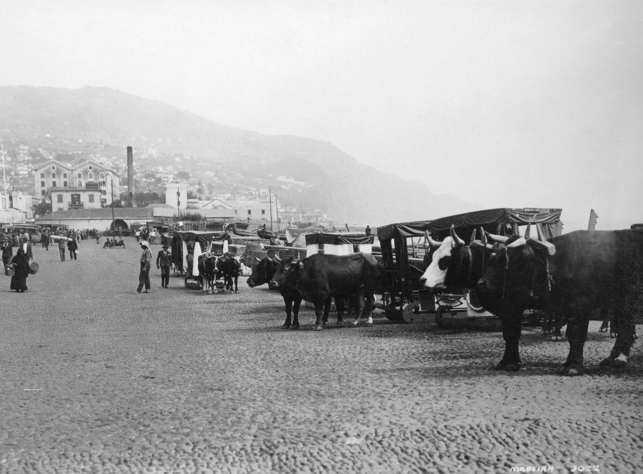 ブロックキャリッジ、マデイラ、ポルトガル、c1920s-c1930s 作： 不明