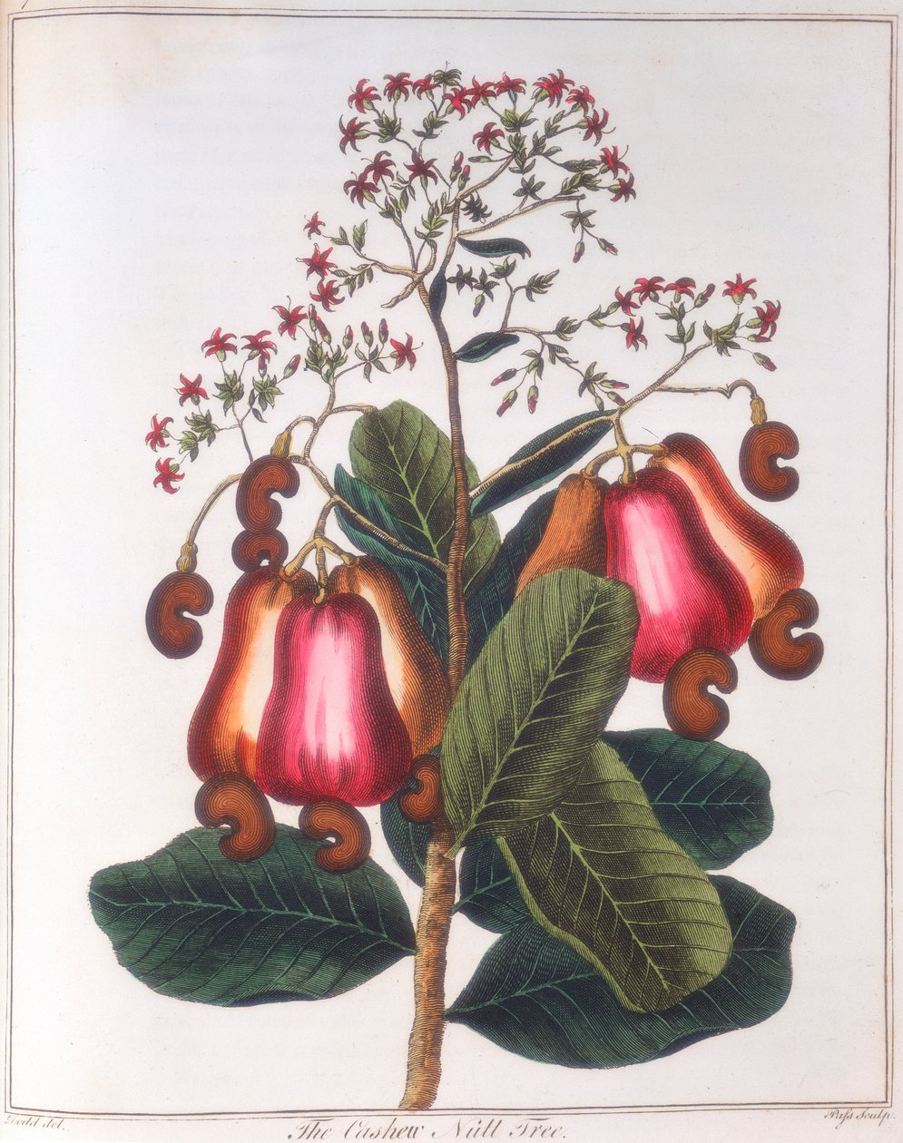 カシューナッツ-Anacardium occidentale、c1798 作： 不明