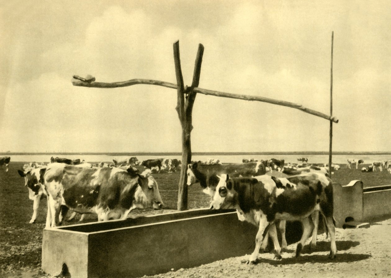 牛の飼い葉桶、オーストリア、ブルゲンラント州、c1935。 作： 不明