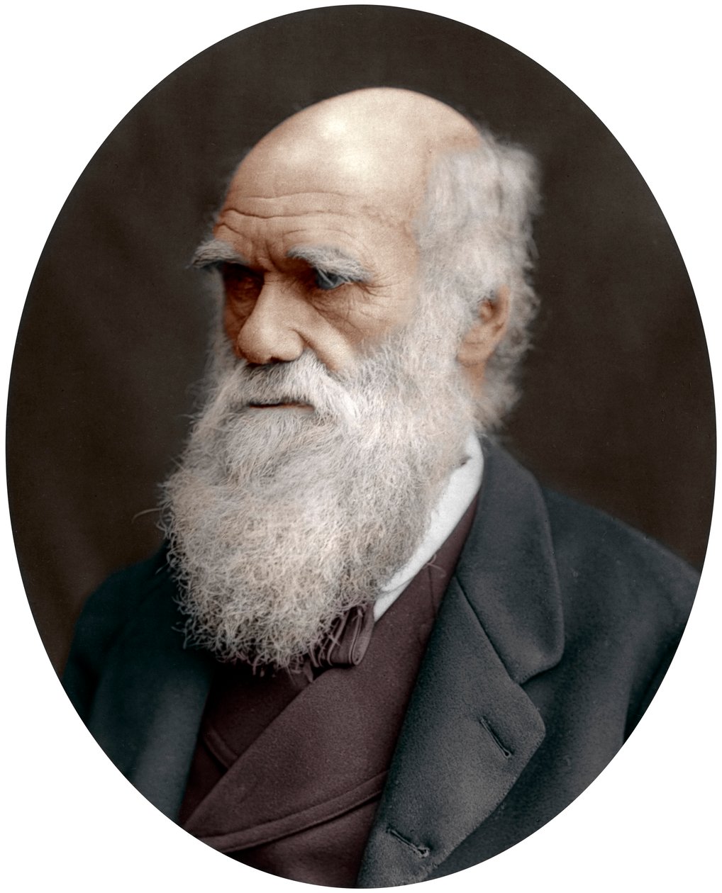チャールズダーウィン、イギリスの博物学者、1878年 作： 不明
