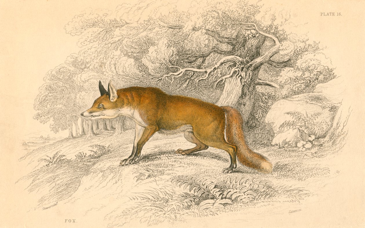キツネキツネキツネ属、1828年 作： 不明