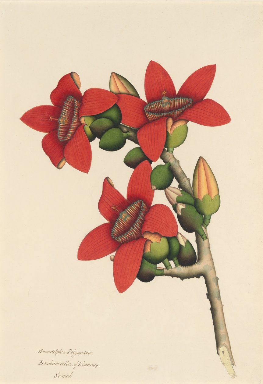 綿の木の花、カリフォルニア州。 1800～1805年。 作： 不明
