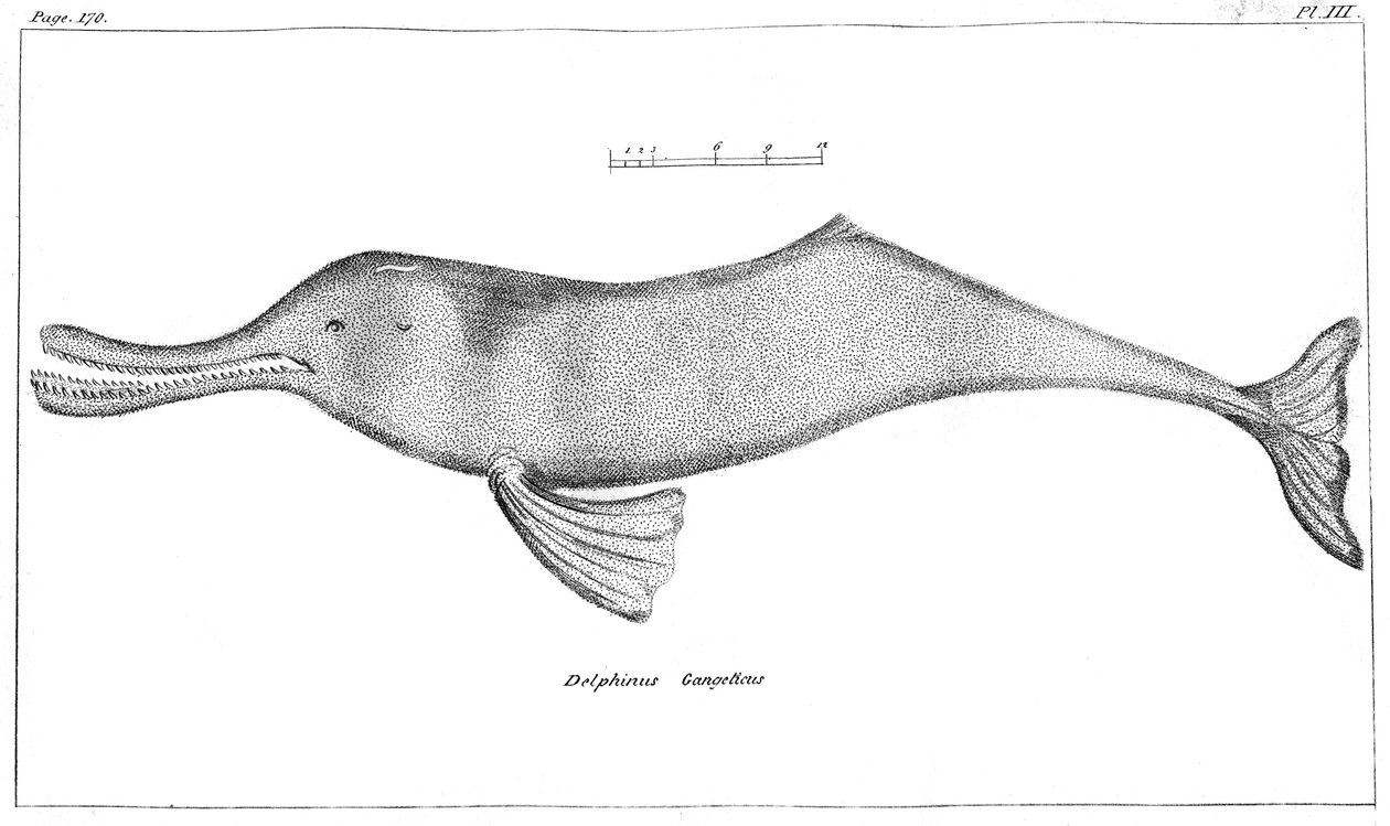 Delphinus Gangeticusガンジス川ドルフィン、1799 作： 不明