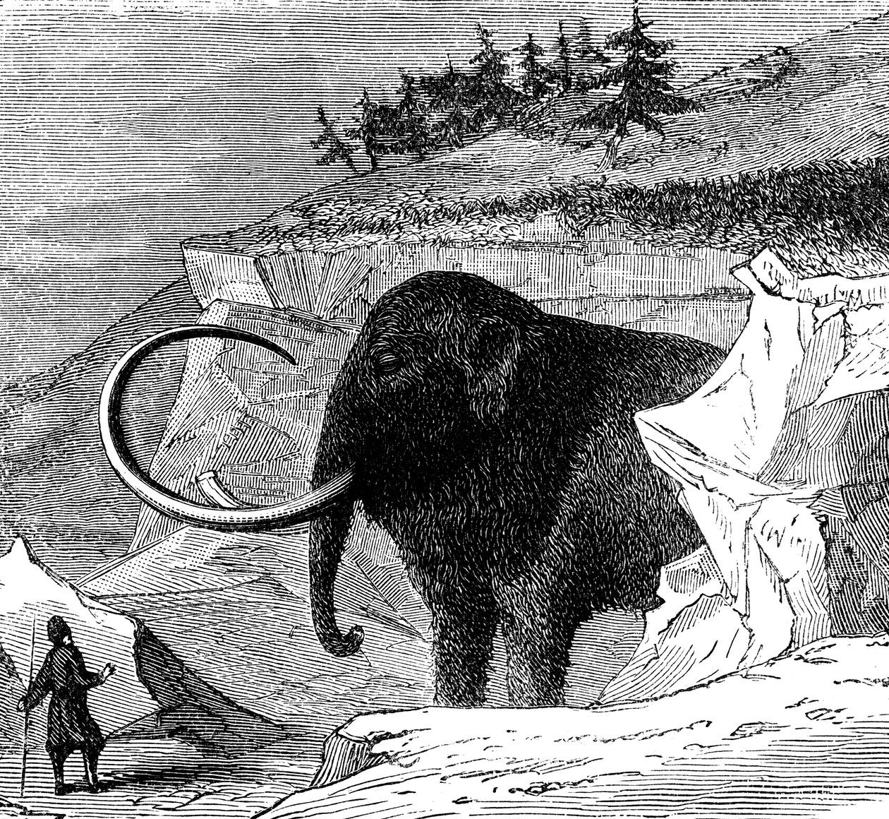 羊毛質のマンモスの発見、1779年から1870年 作： 不明