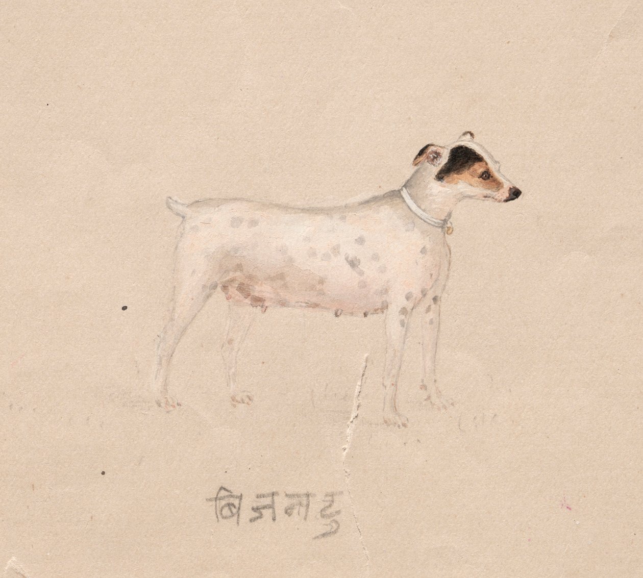 犬、1800年代。 作： 不明