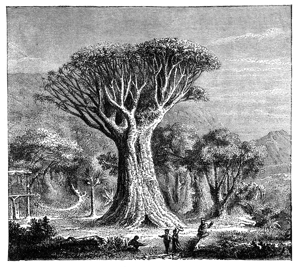 イコッドのドラコナ、テネリフェ島、スペイン、c1900年代 作： 不明