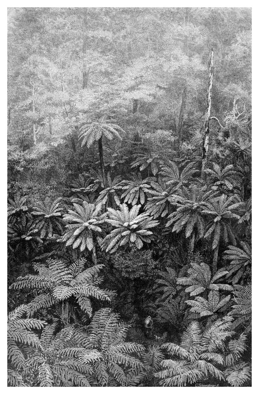 シダの木ガリー、オーストラリア、1886 作： 不明