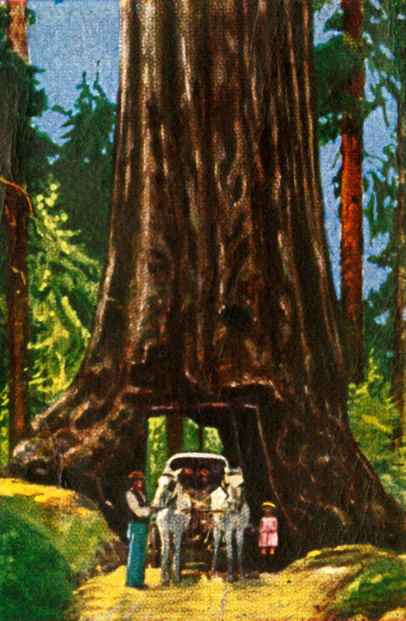 カリフォルニアのジャイアントレッドウッド、c1928。 作： 不明