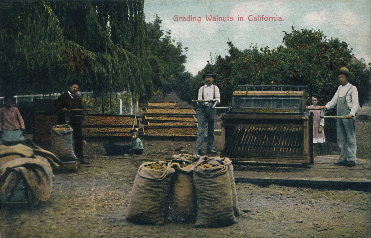 カリフォルニア、1910年代のクルミの格付け。 作： 不明