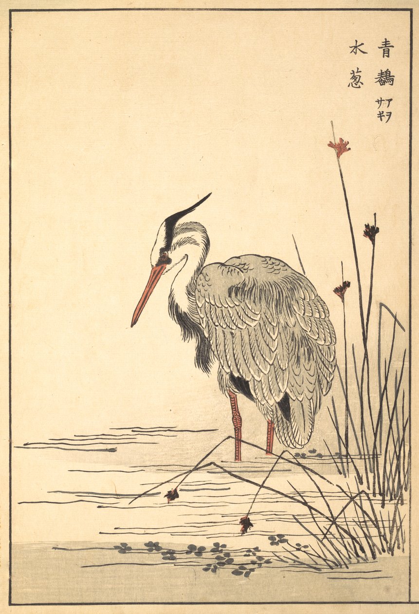 アオサギ青鷺と水葵植物、1857年。 作： 不明
