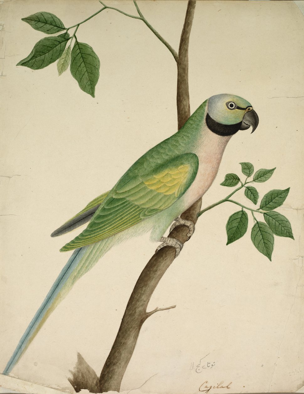 緑のオウム、c。 1820年。 作： 不明