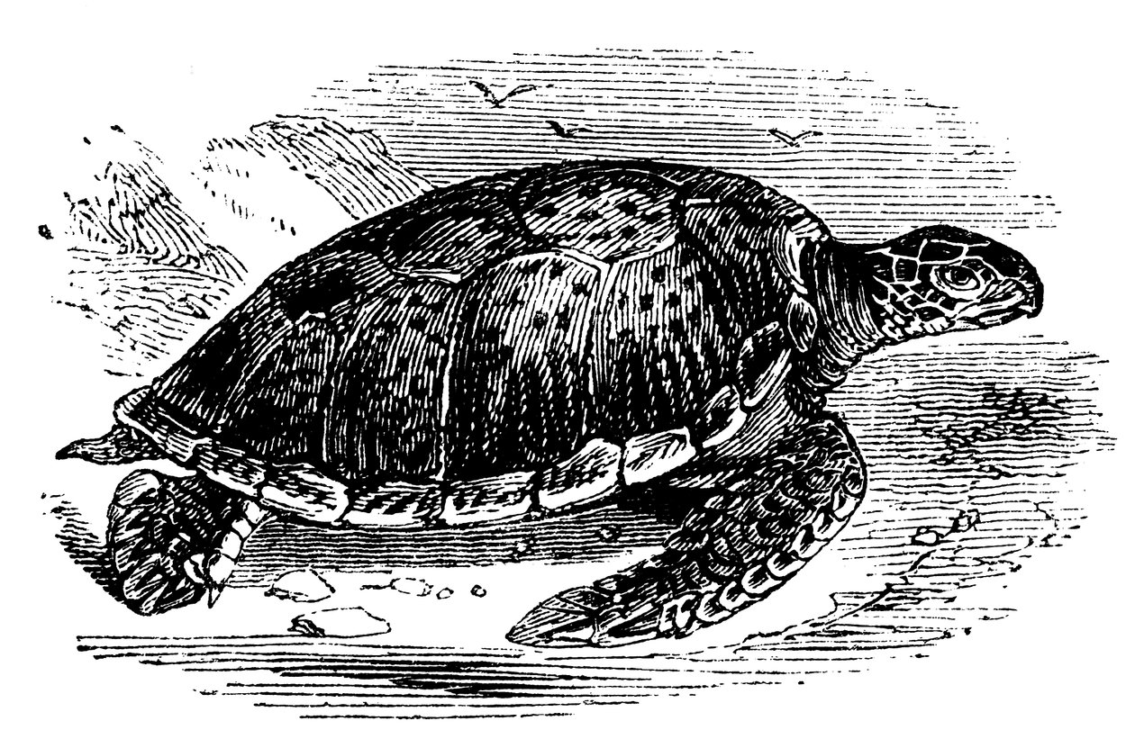 アオウミガメChelone mydas、c1890 作： 不明
