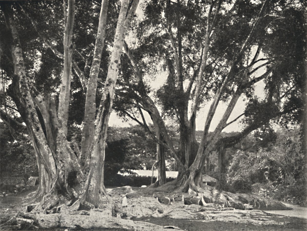Gummibaume Ficus elastica、1926 作： 不明