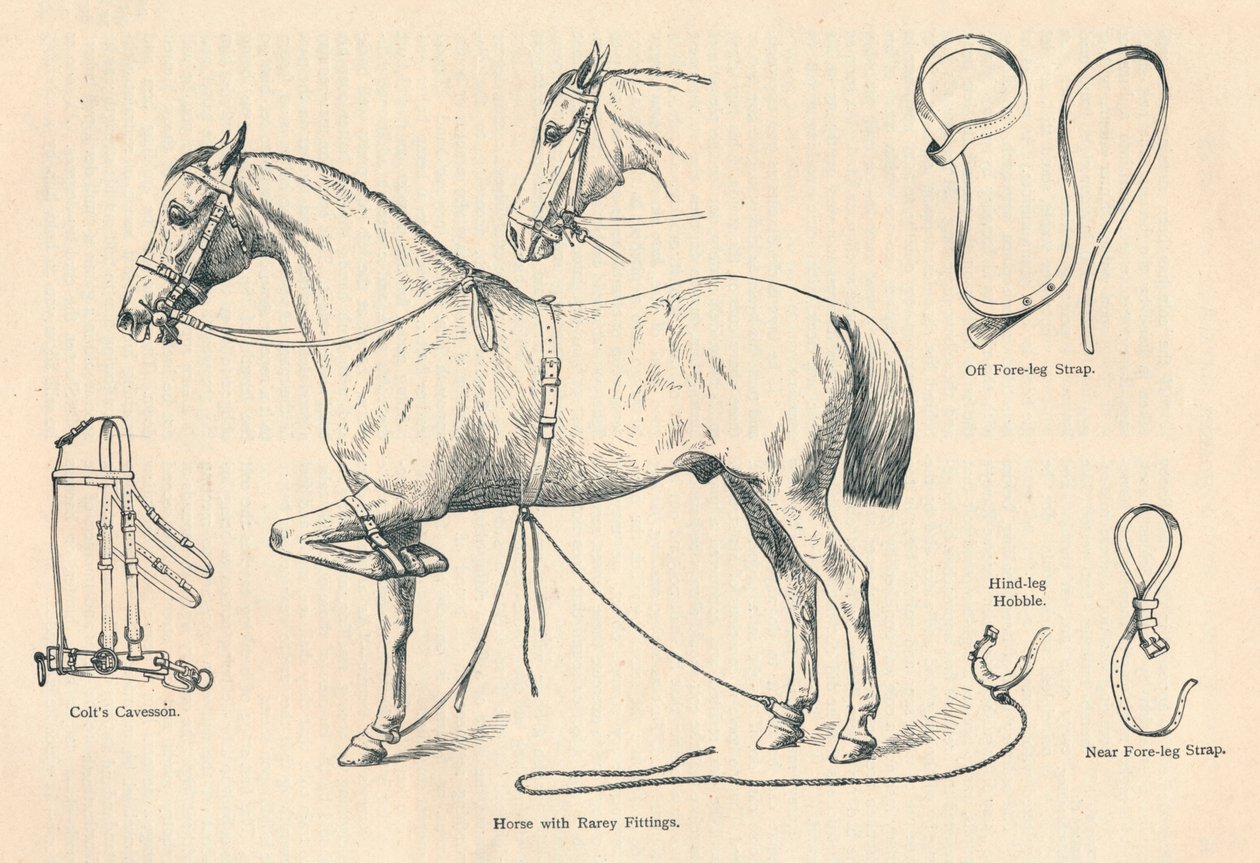 Rareyフィッティング付きの馬、c1905 c1910 作： 不明