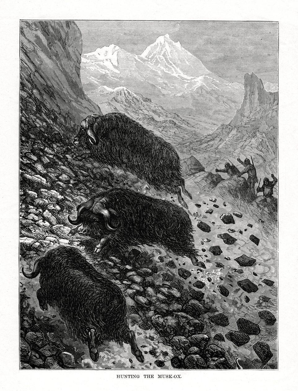ジャコウウシの狩猟、1877 作： 不明
