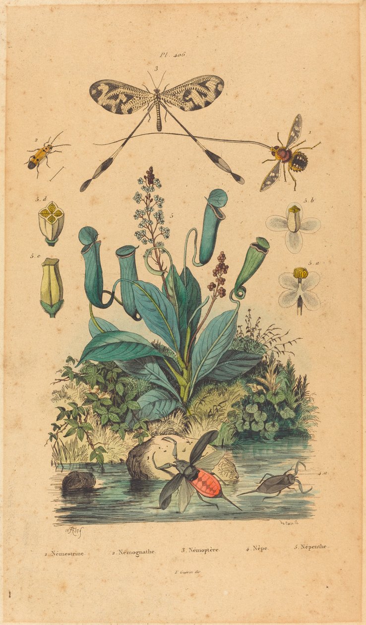 昆虫と花、1837 年発行。 作： 不明