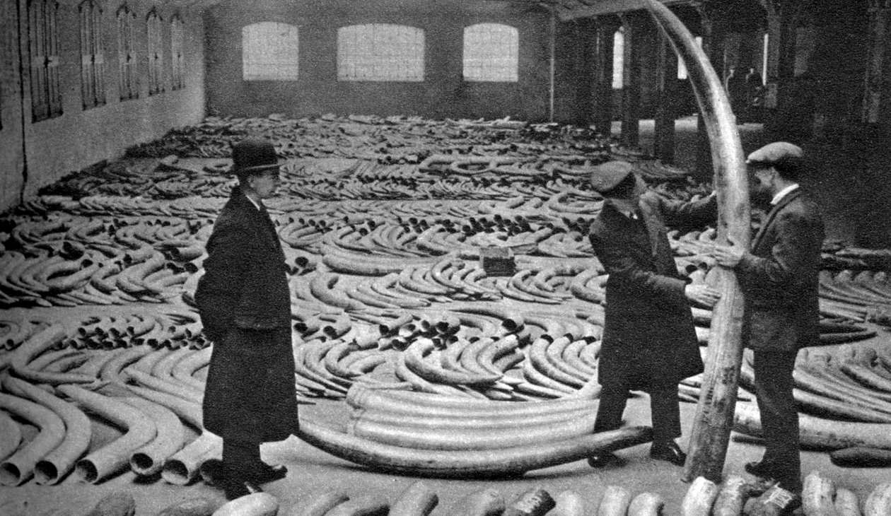 アイボリーの出荷、ロイヤルアルバートドック、ロンドン、1926-1927 作： 不明