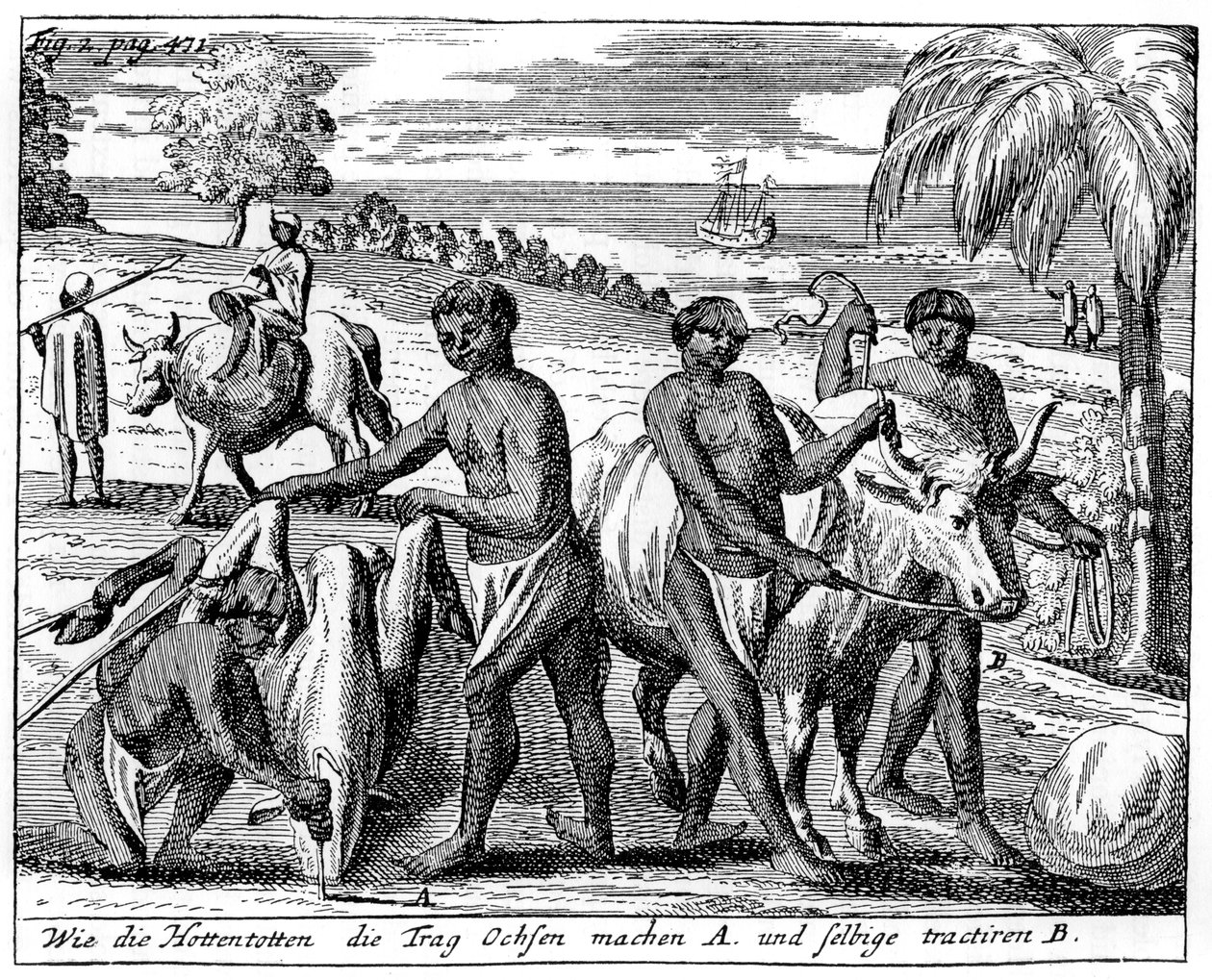 Khoikhois侵入牛、南アフリカ、18世紀1931 作： 不明