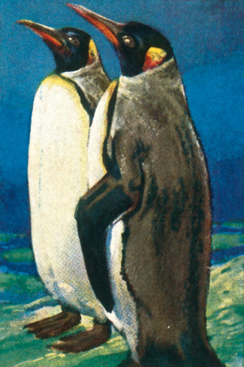 キングペンギン、c1928。 作： 不明