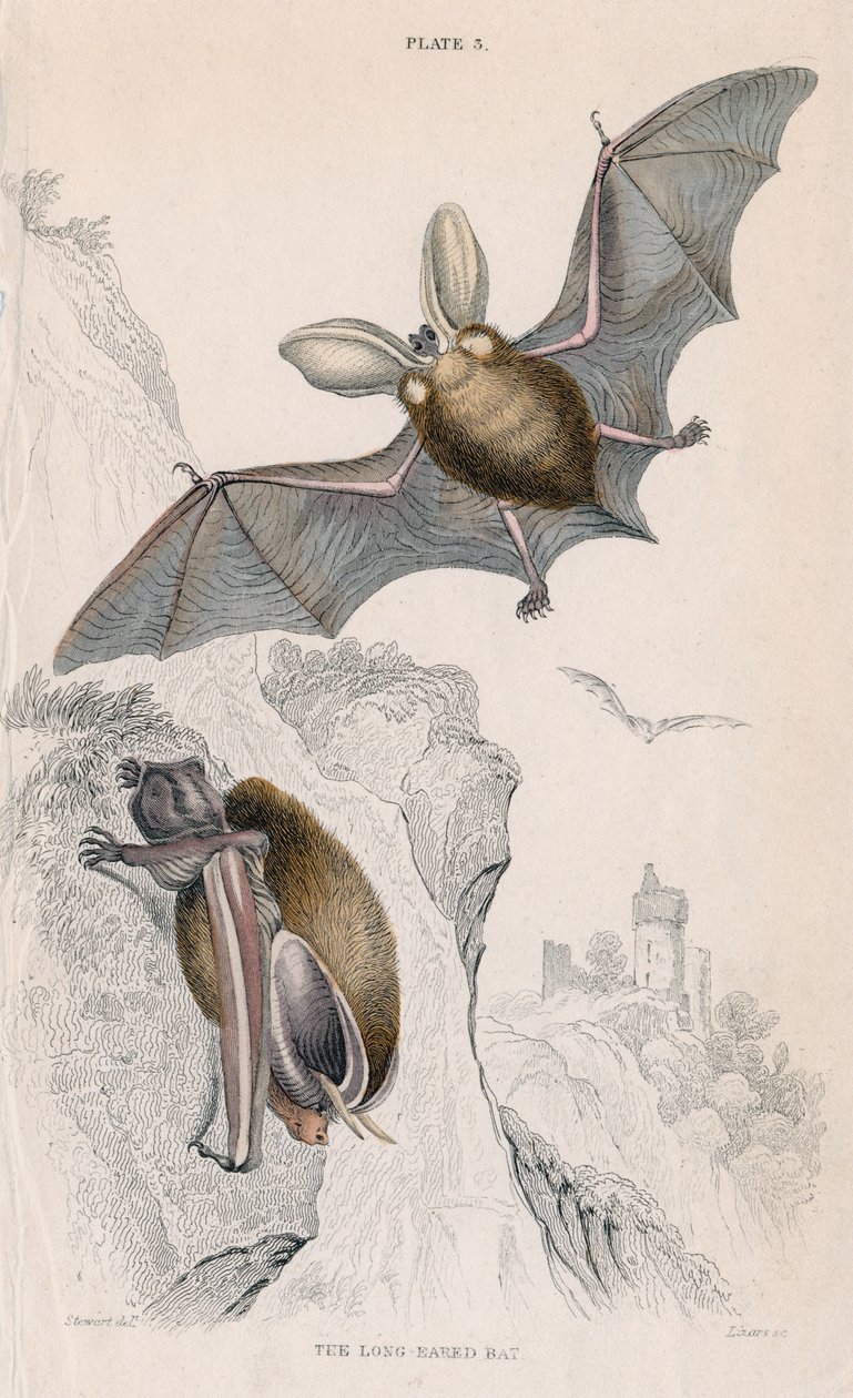 長い耳のコウモリPlectorus auritus、1828 作： 不明