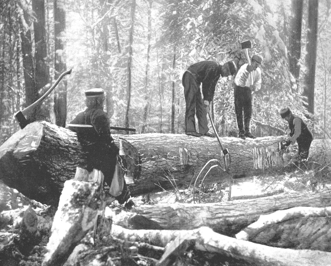 カナダ、オタワ川の製材、c1900。 作： 不明