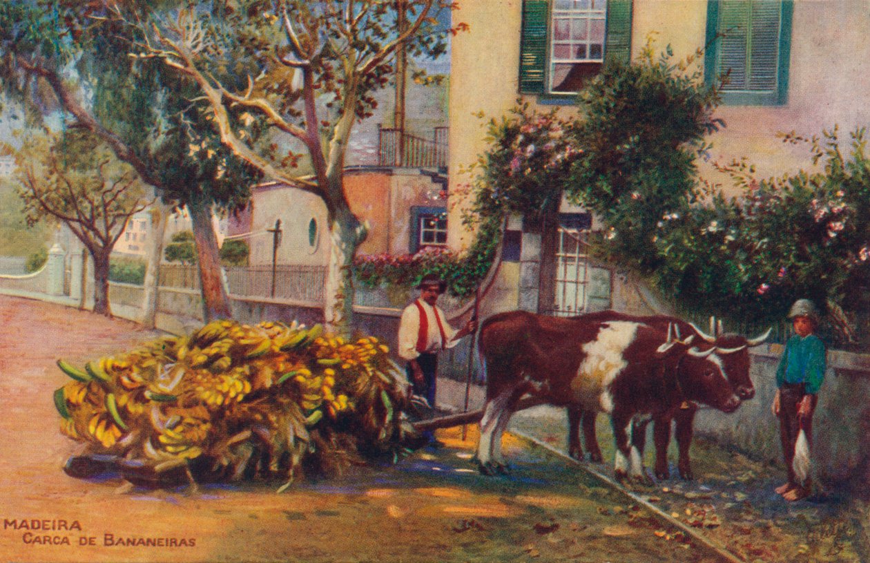 マデイラ-カルカデバナネイラス、c1940 作： 不明