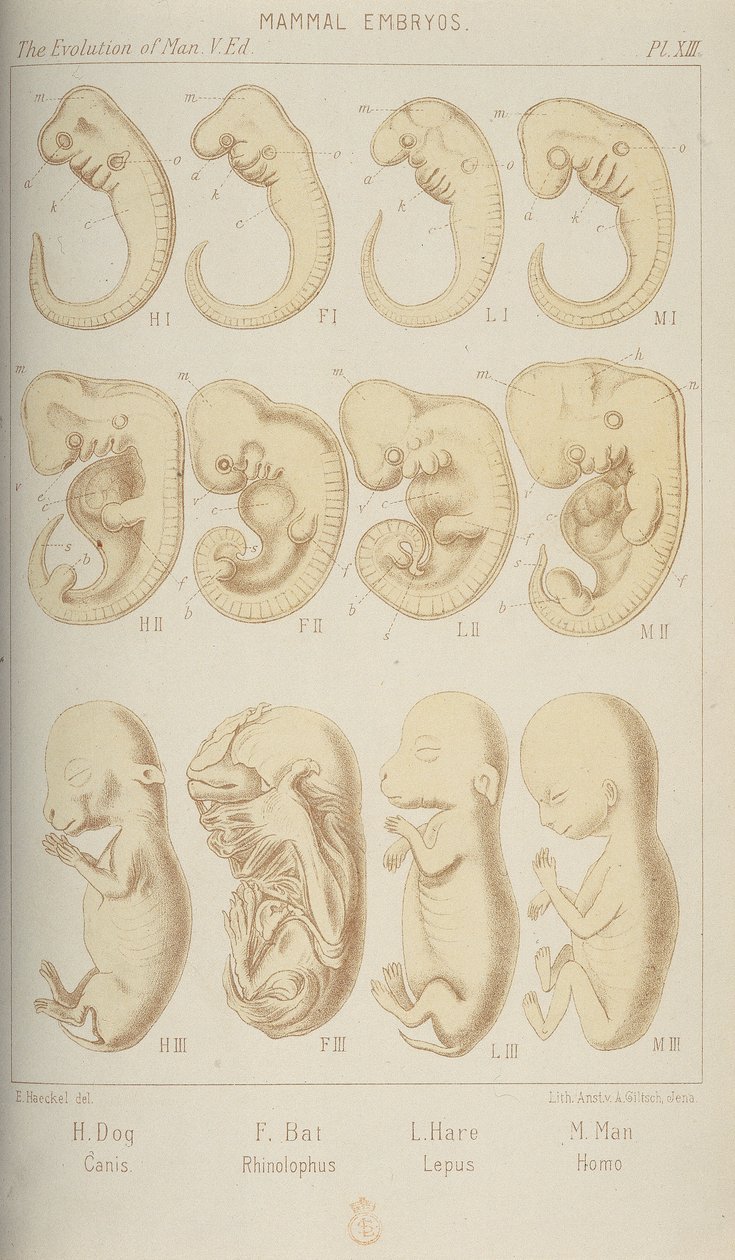 哺乳類の胚、1905 作： 不明