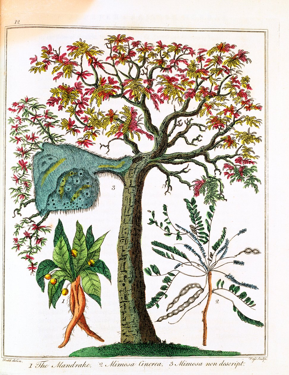 マンドレイク、敏感な植物、アカシア、c1795 作： 不明