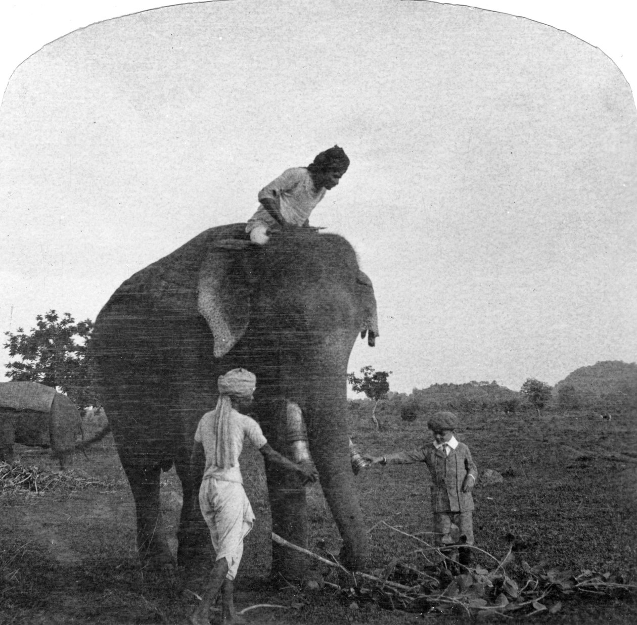 象に餌をやるマスターエクバル、インド、1900年代 作： 不明