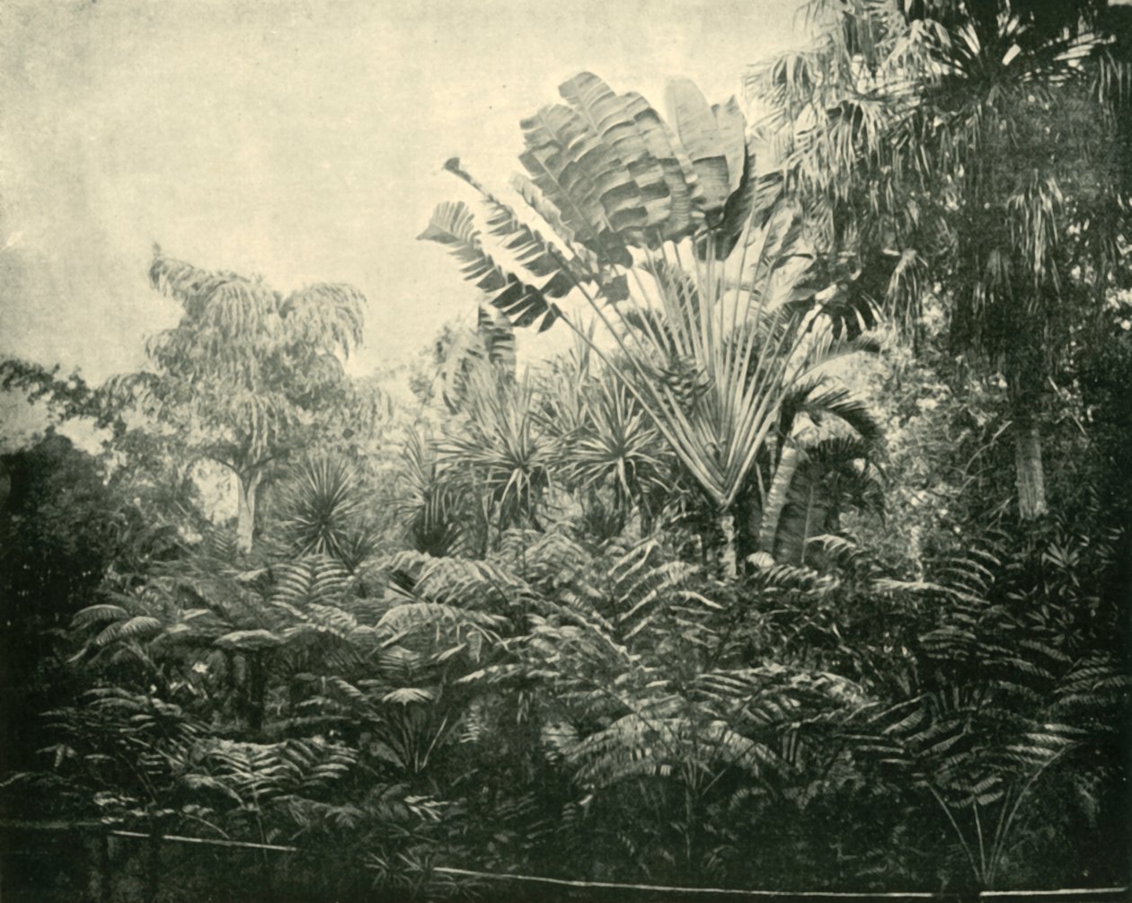 パームアンドファーン島、植物園、ブリスベン、1901。 作： 不明