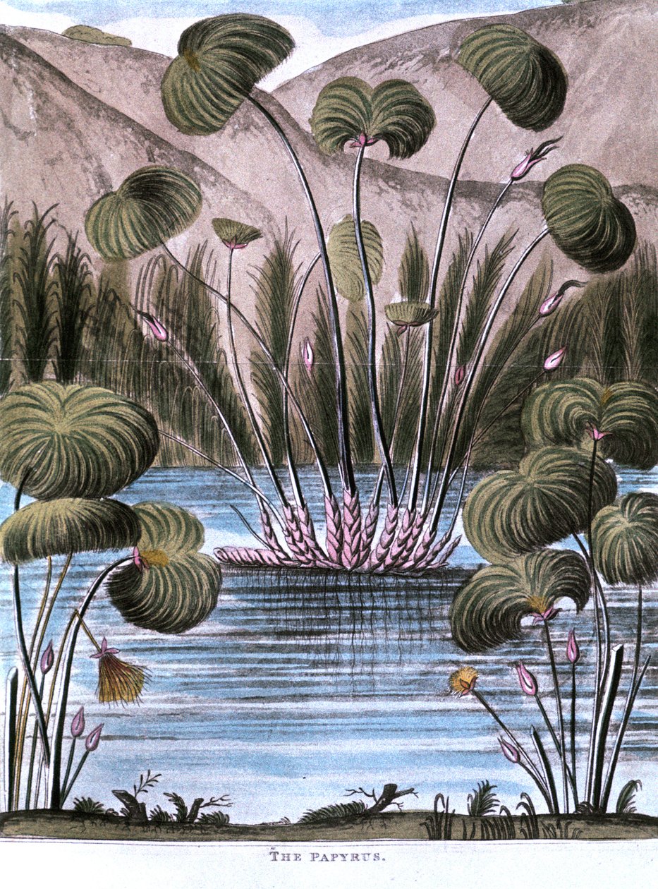 パピルスリード Cyperus papyrus, 1823 作： 不明