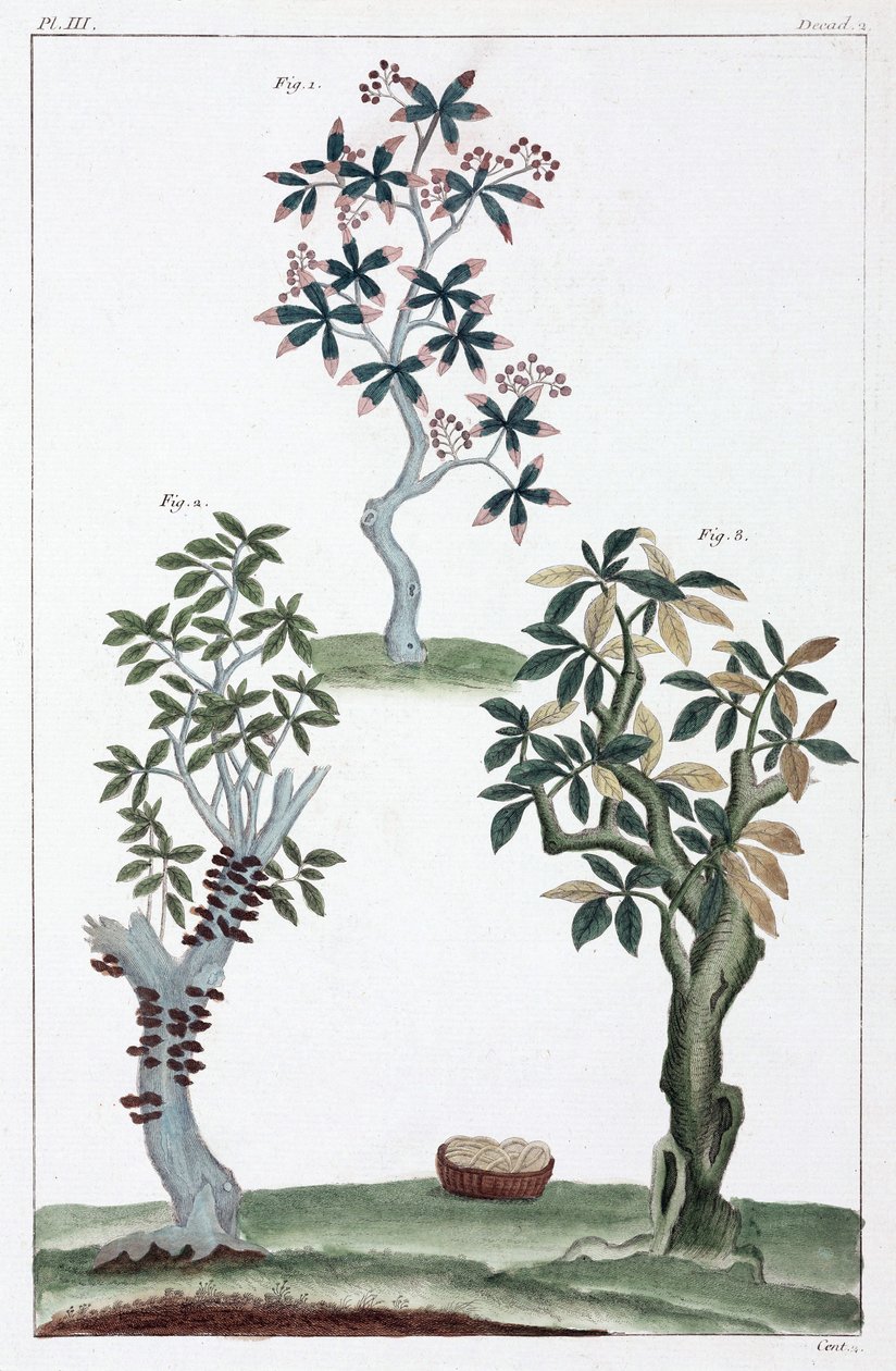 薬用植物、中国 作： 不明