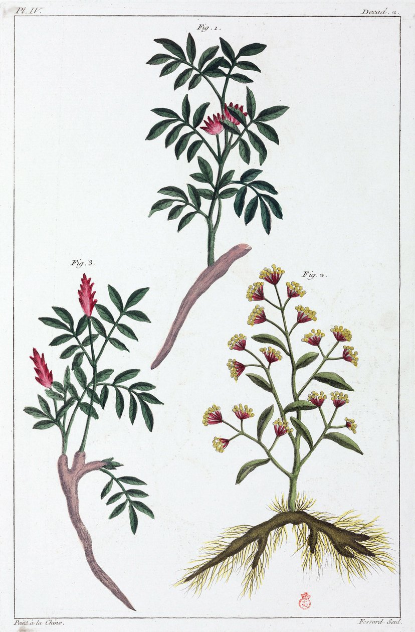 薬用植物、中国 作： 不明