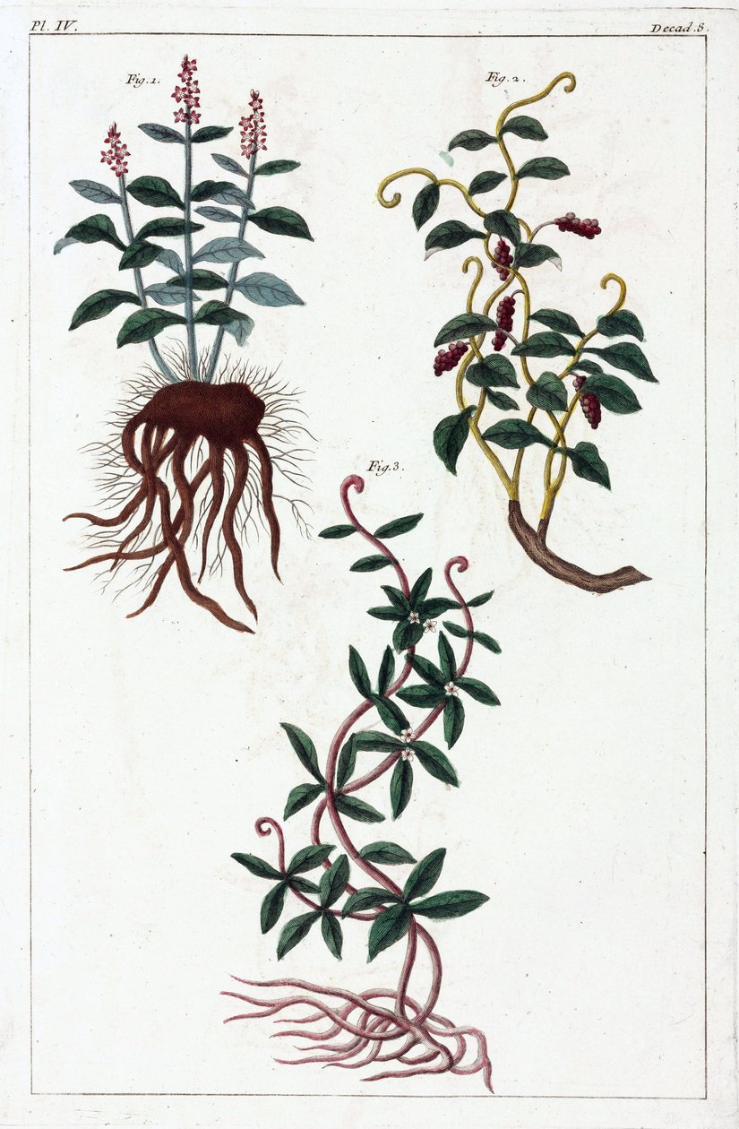 薬用植物、中国 作： 不明