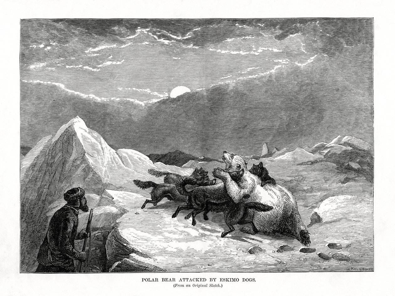 エスキモーの犬に襲われたホッキョクグマ、1877年 作： 不明