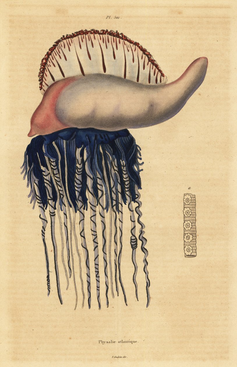 Portuguese man-of-war (Physalia physalis) 作： 不明