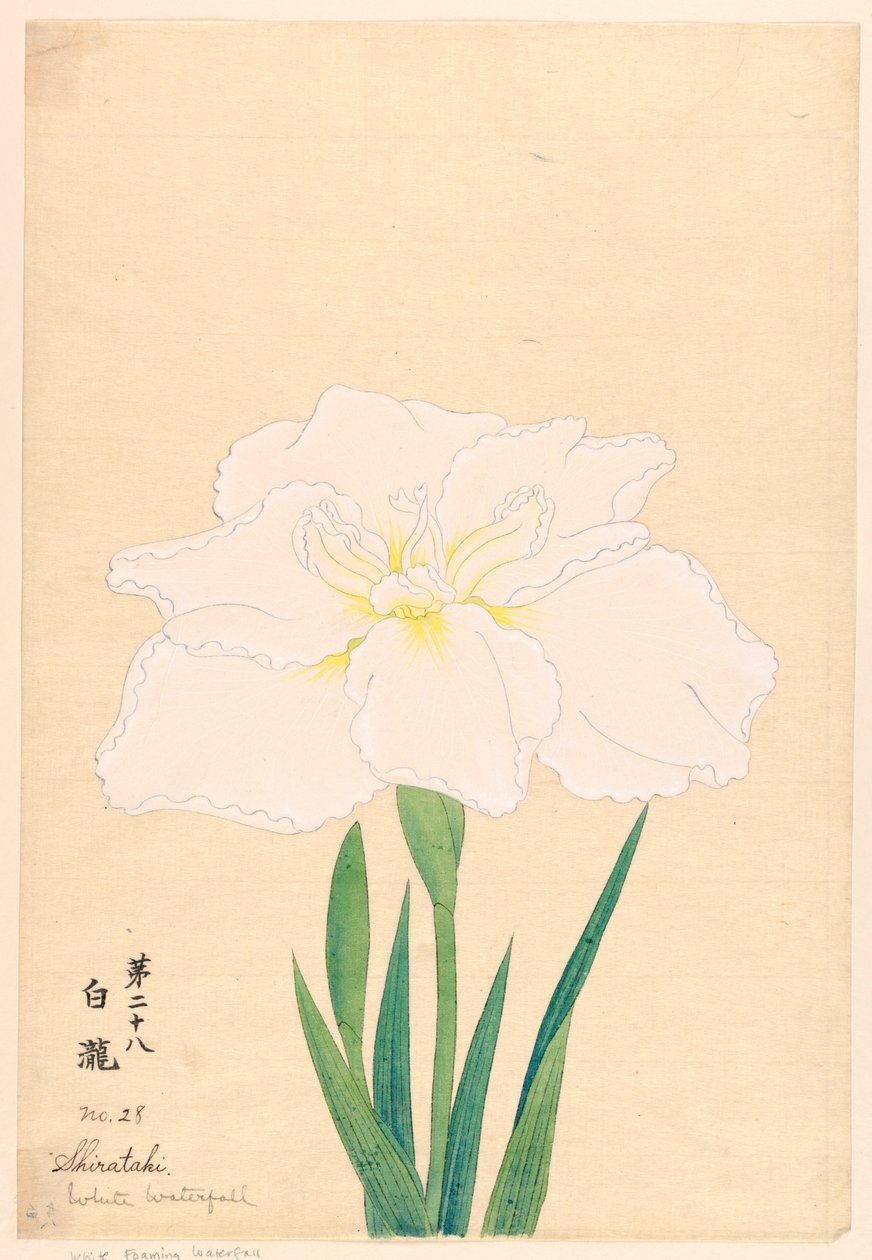 プリント、白滝（白滝）、No.28 作： 不明