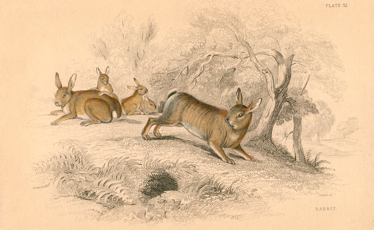 ウサギOryctolagus cuniculus、1828 作： 不明