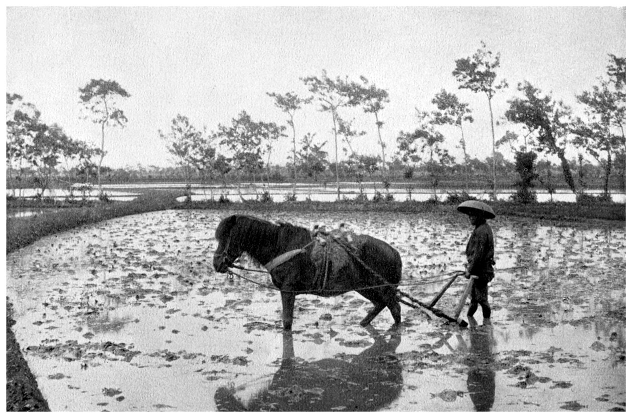 田んぼを掻き集める、日本、1904 作： 不明