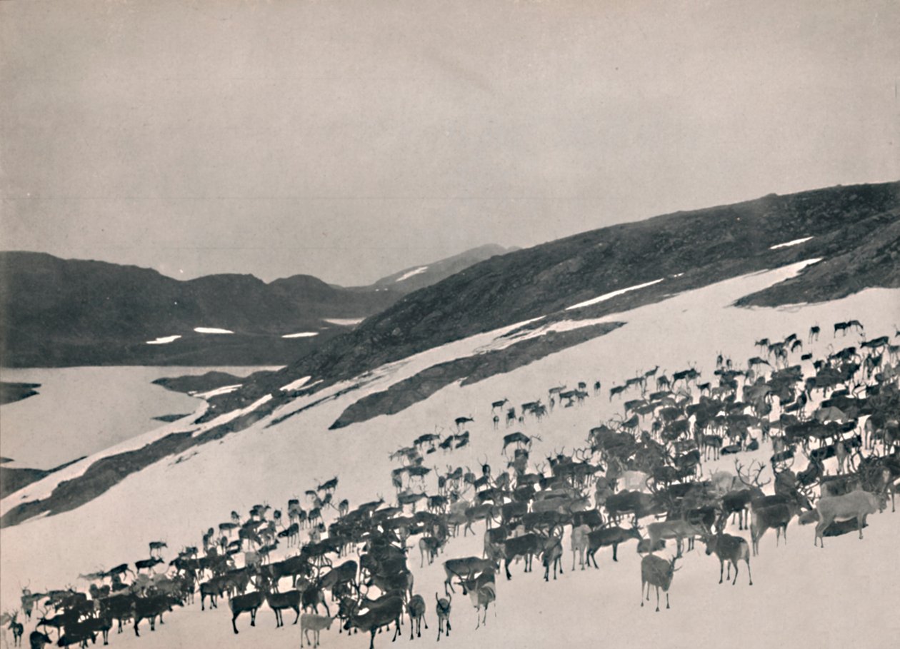山のトナカイ、1914年。 作： 不明