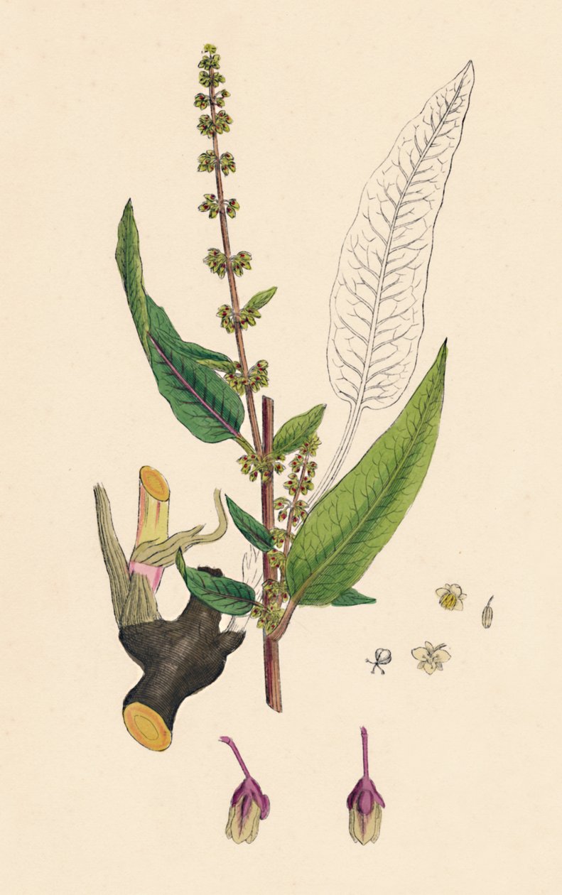 Rumex sanguinens。流血のドック、19世紀 作： 不明