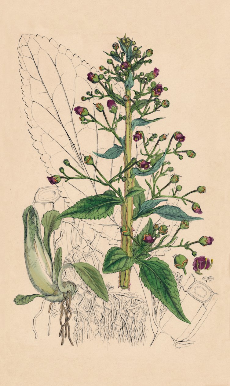 Scrophularia Ehrharti。エールハーツウォーターベトニー、19世紀 作： 不明