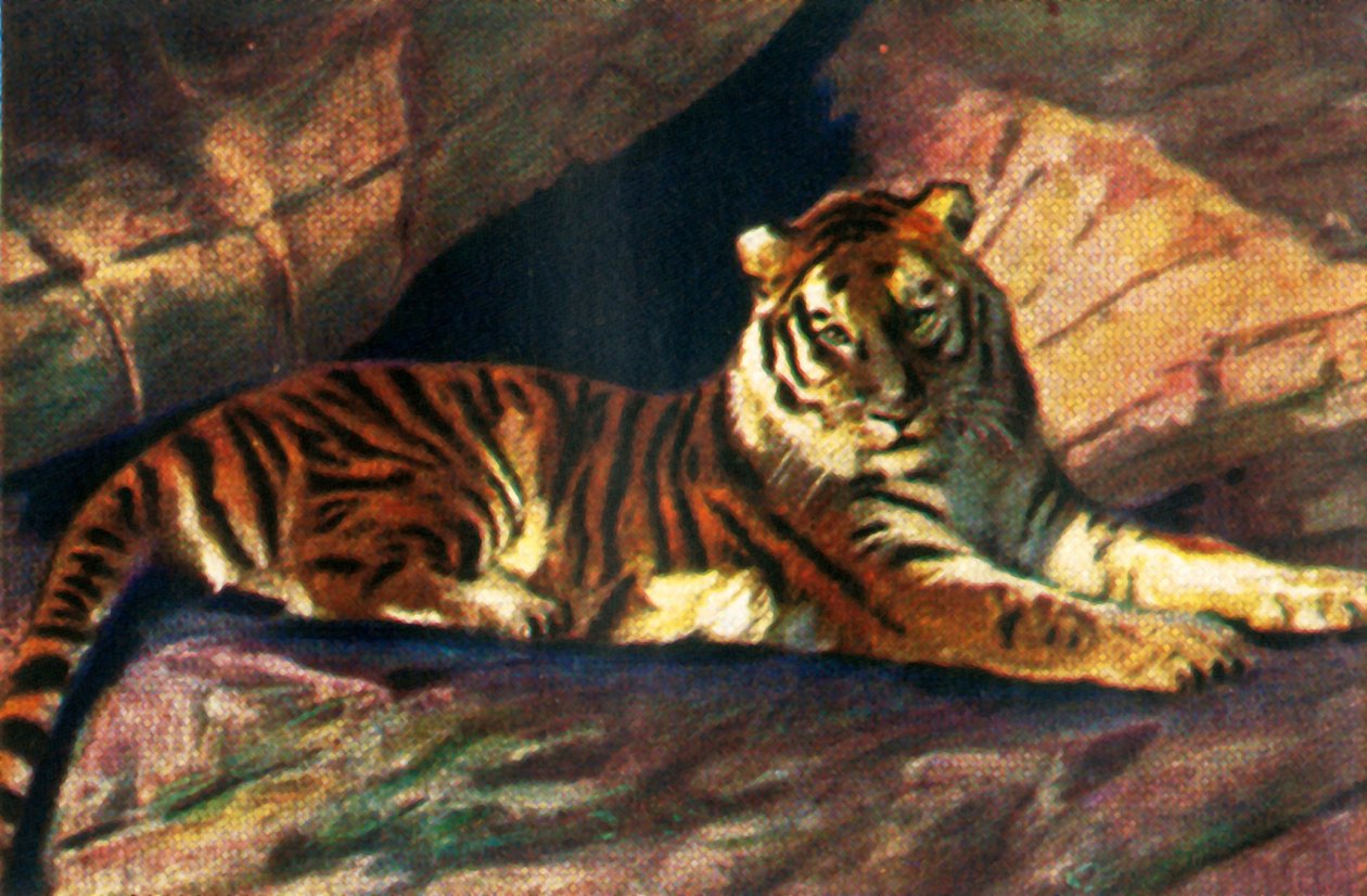 シベリアトラ、c1928。 作： 不明