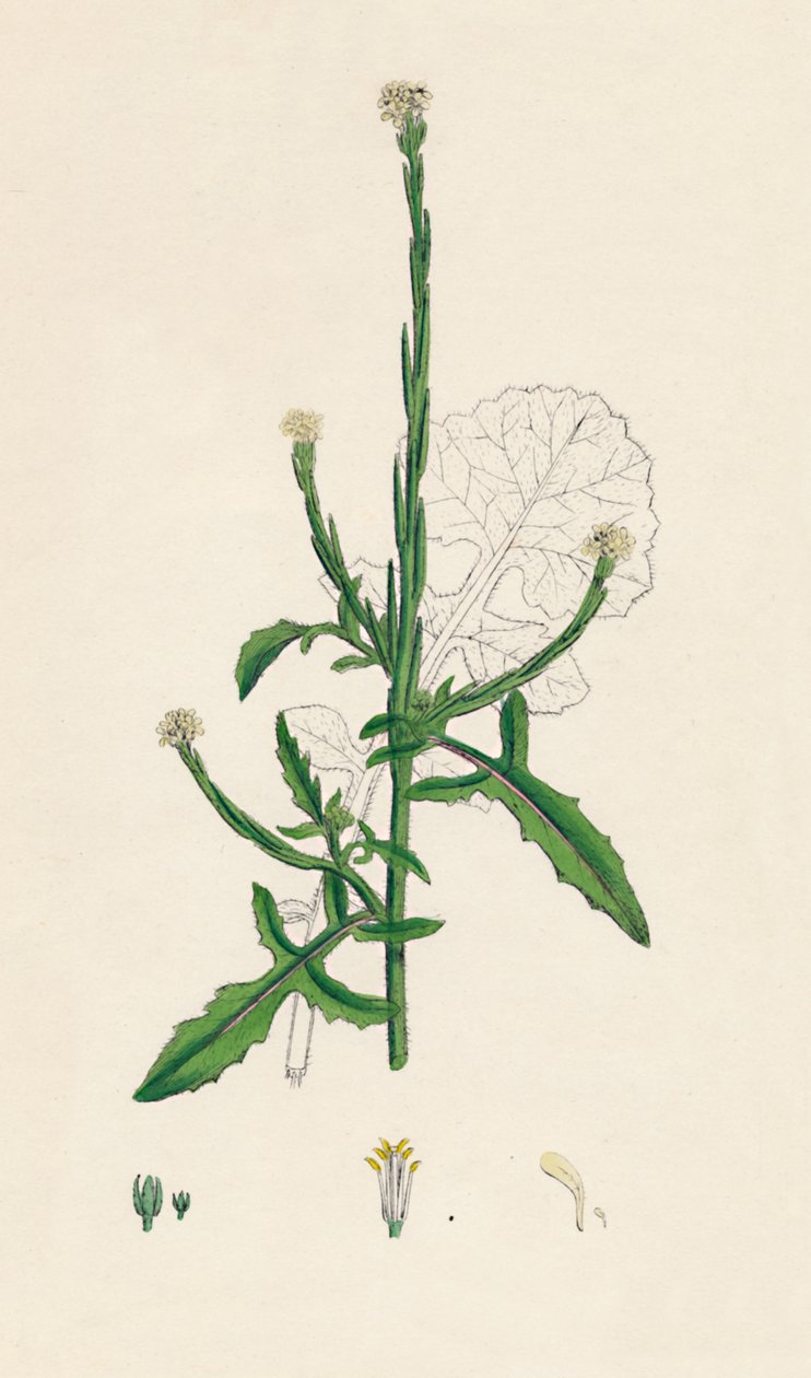 Sisymbrium officinale。一般的な生垣マスタード、19世紀 作： 不明