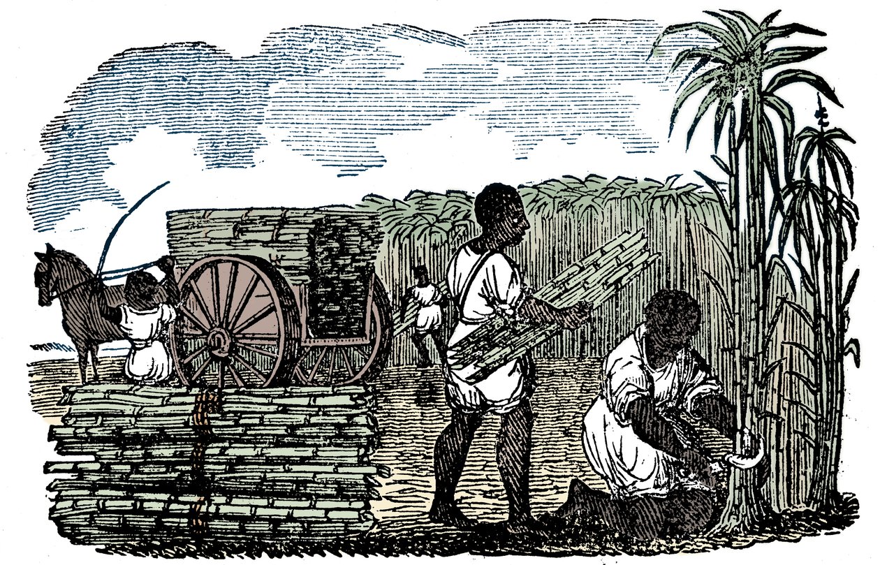1833年、ルイジアナ州でサトウキビを収穫する奴隷 作： 不明