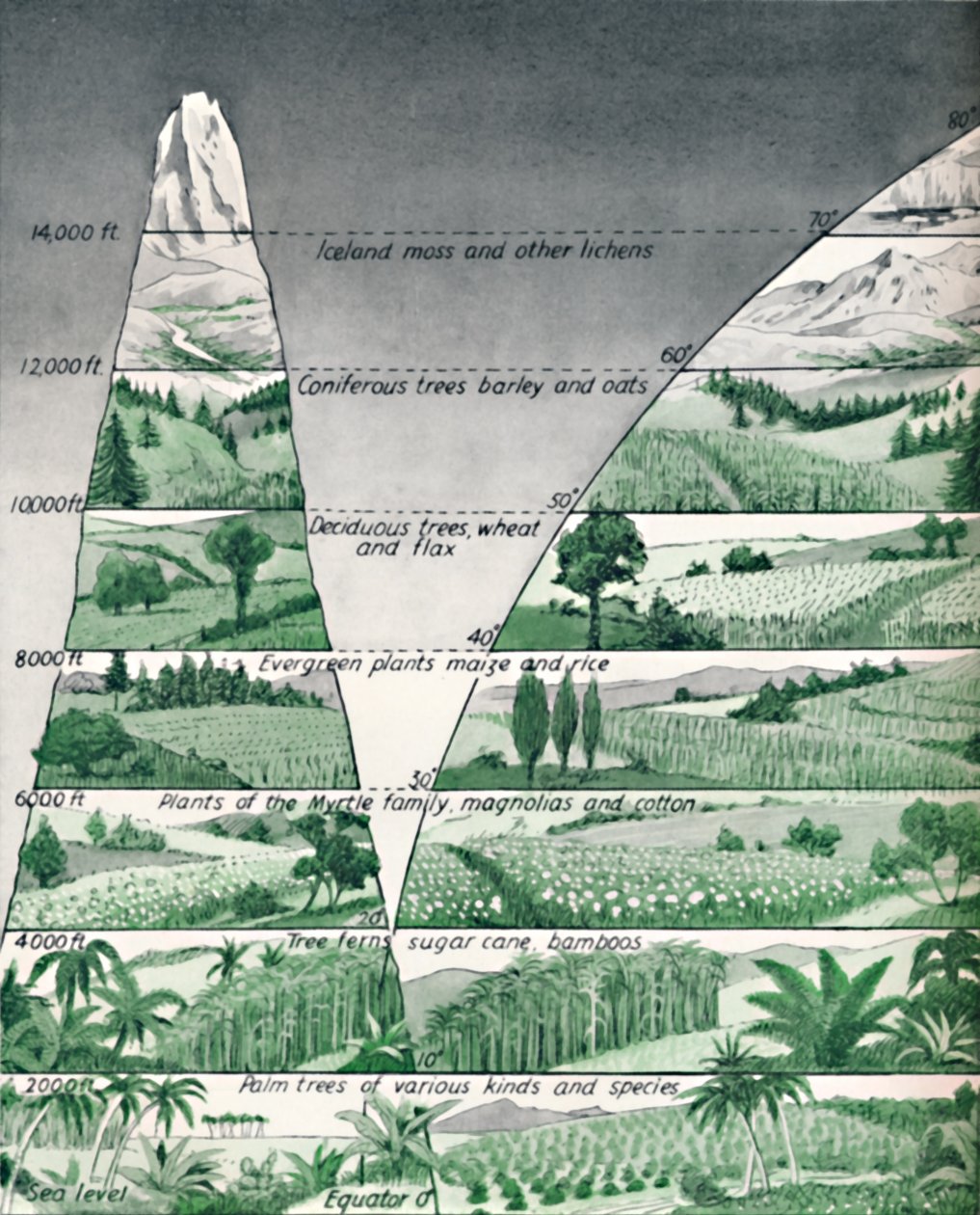 植生の異なるゾーン、1935 作： 不明
