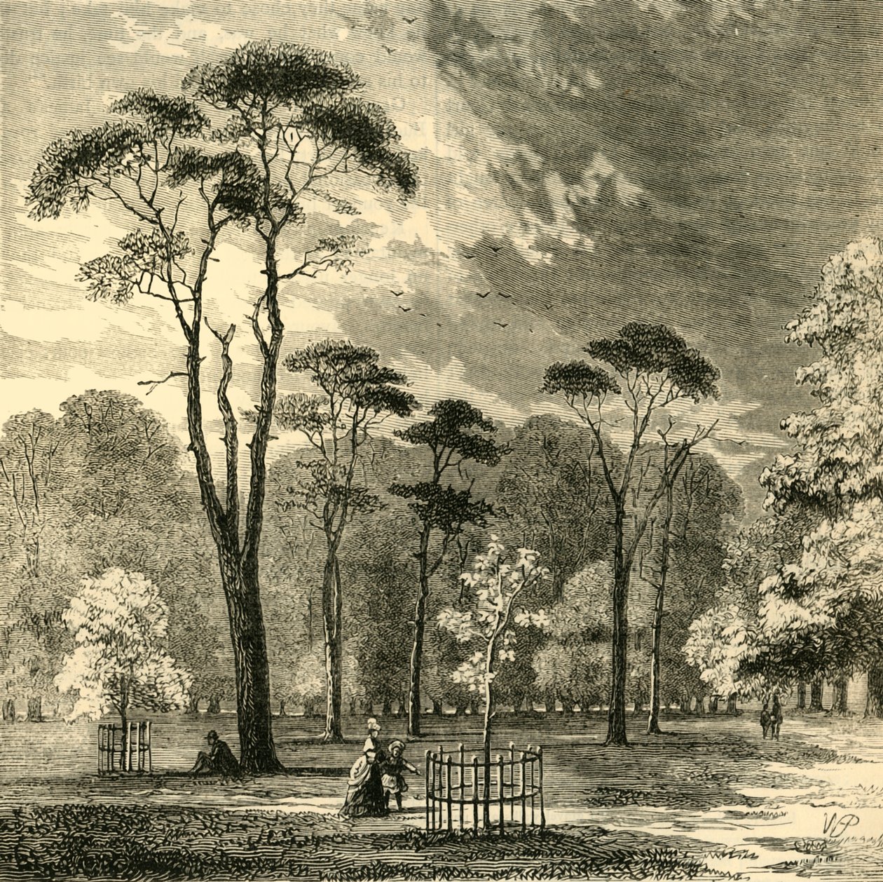 スコッチファーズ、ケンジントンガーデンズ、c1876。 作： 不明